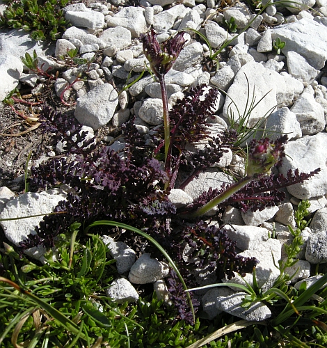 Pedicularis elegans